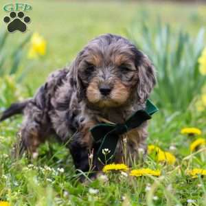 Gabriel, Cavapoo Puppy